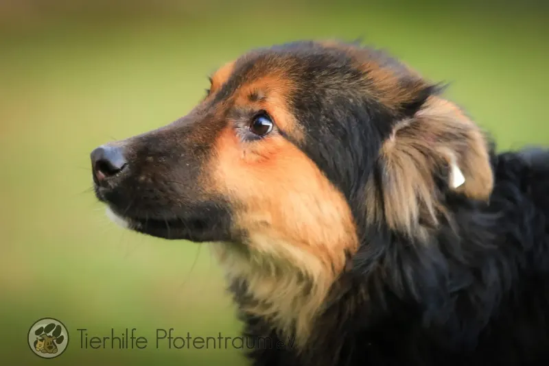 Willi