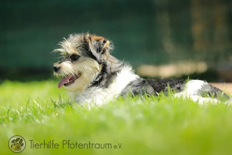 Jule
