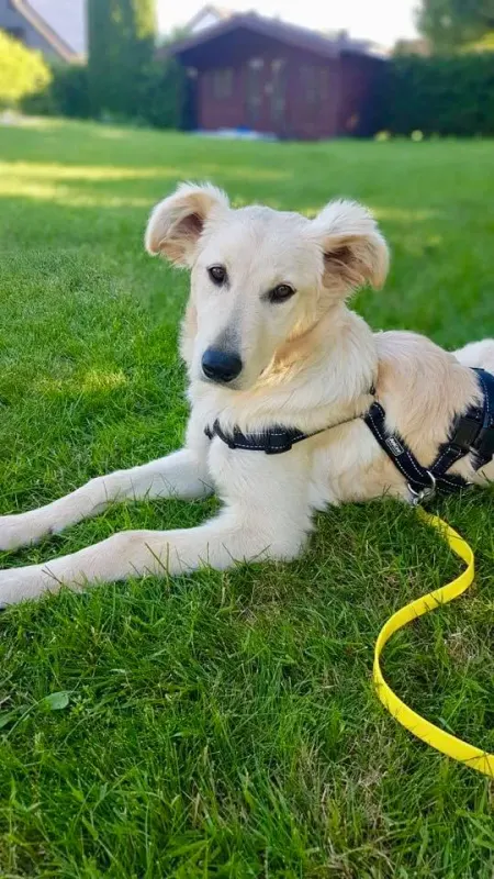 Kaja
