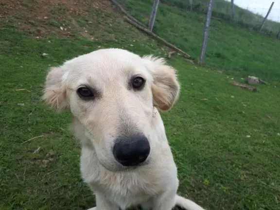 Kaja