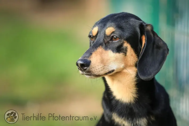 Kalle