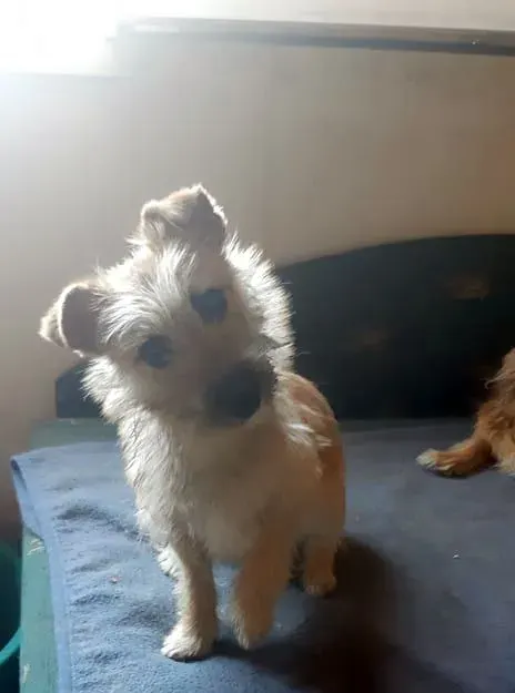 Karlo