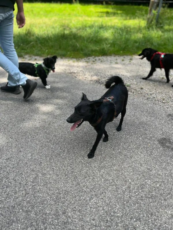 Karoly