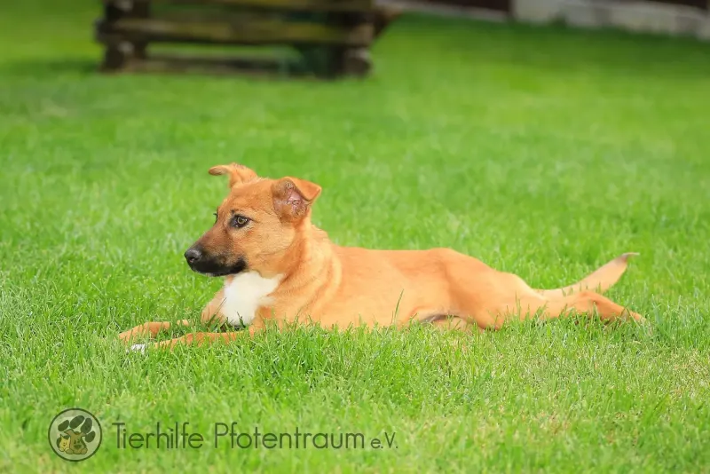 Karotte