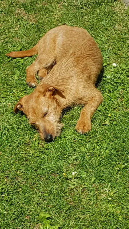 Kasper