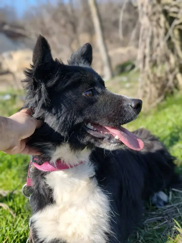 Kaya