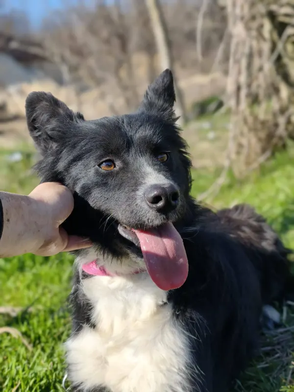 Kaya