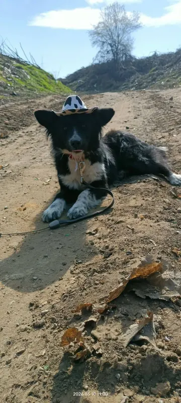 Kaya
