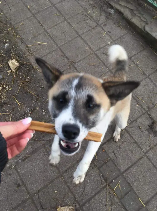 Kaygo