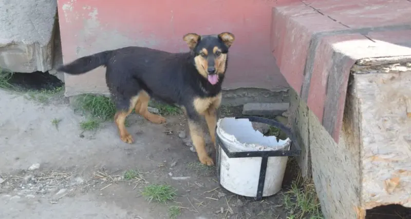 Kiara