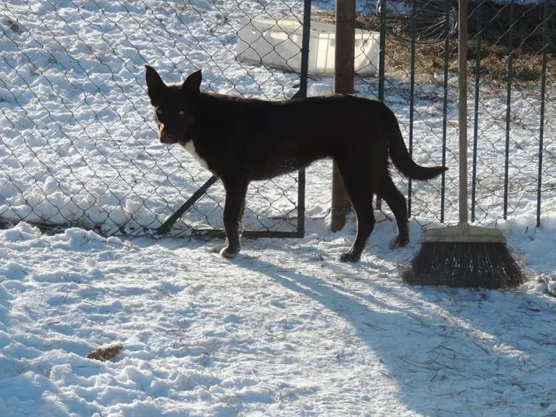 Kira