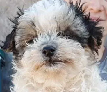 Koda
