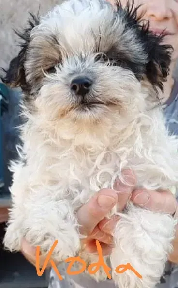 Koda