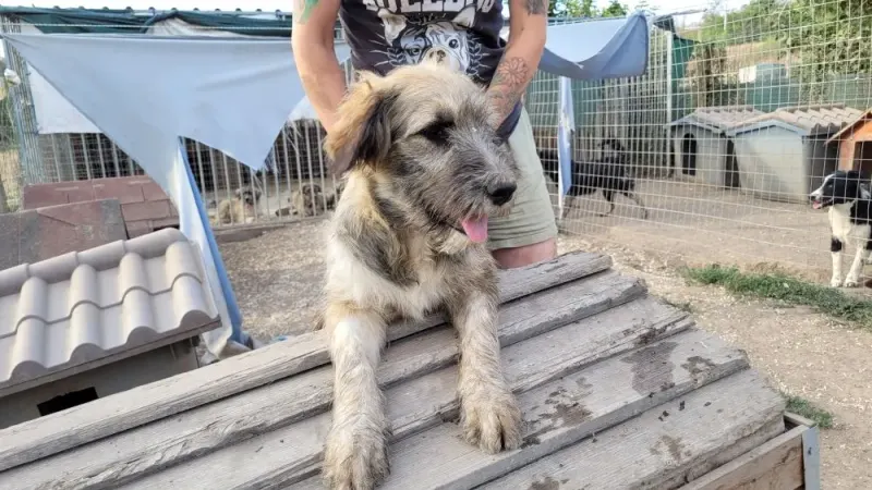 Körte