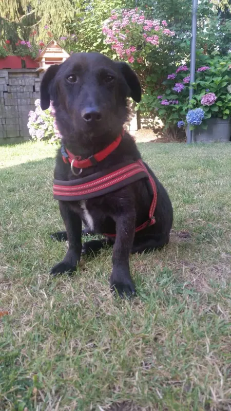 Kormi