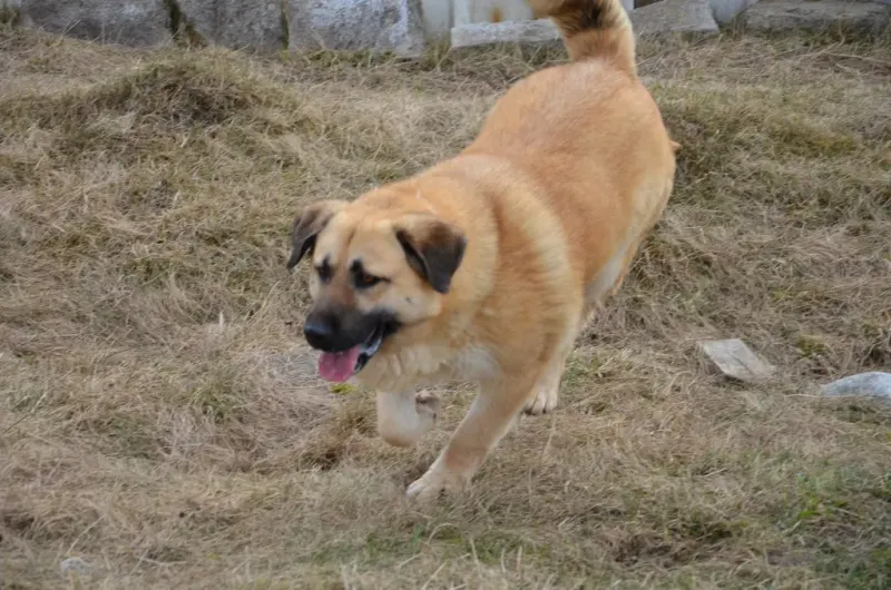 Koro