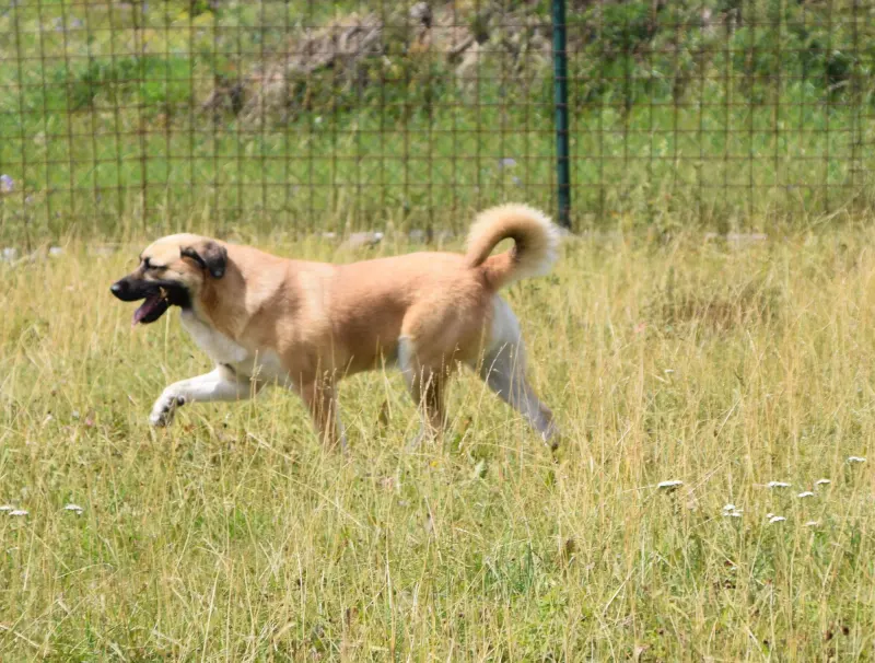 Koro