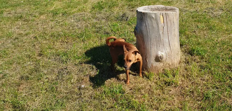 Kuba