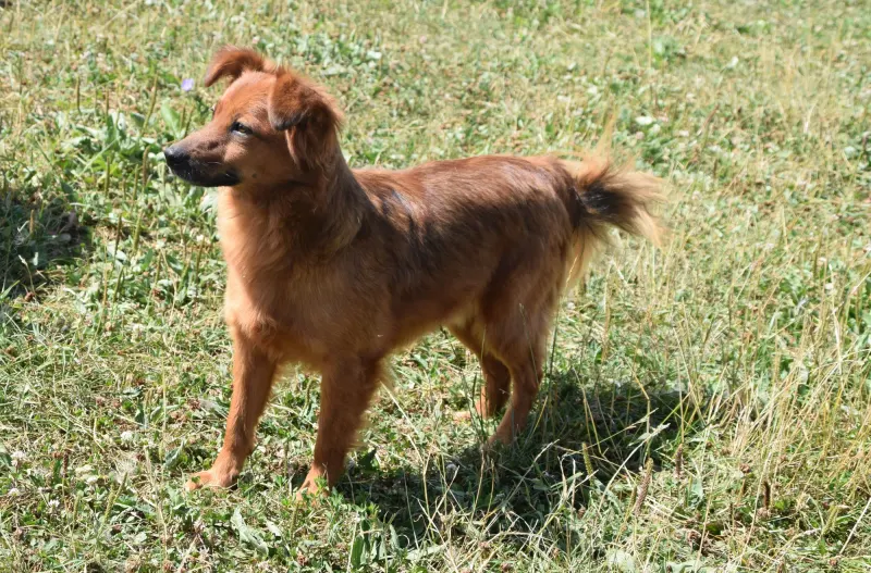 Kubko