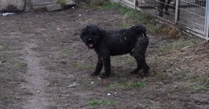 Laci
