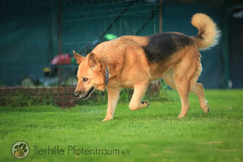 Laika