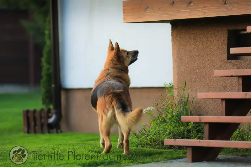 Laika