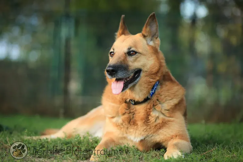 Laika