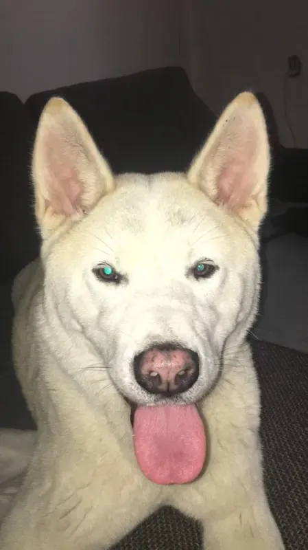 Laila
