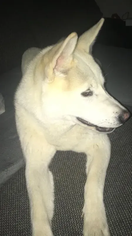 Laila