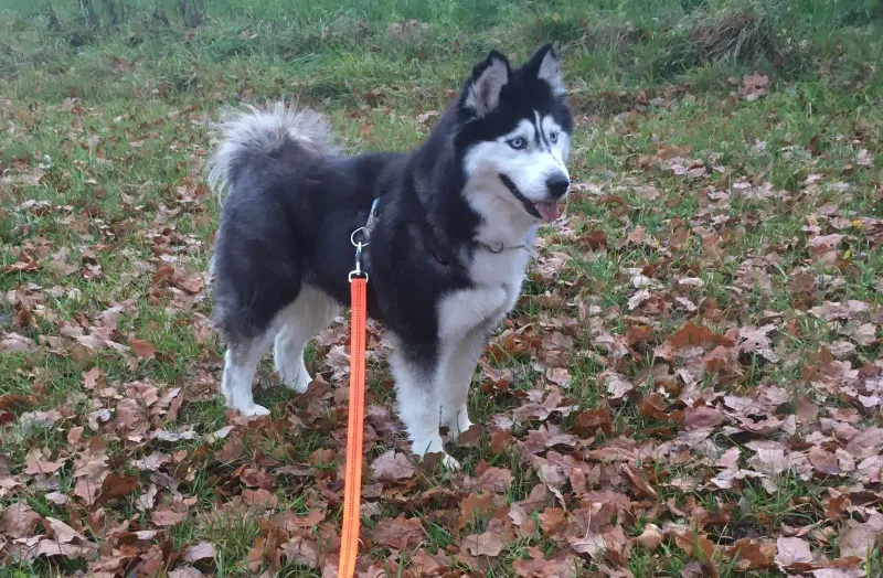 Lakota