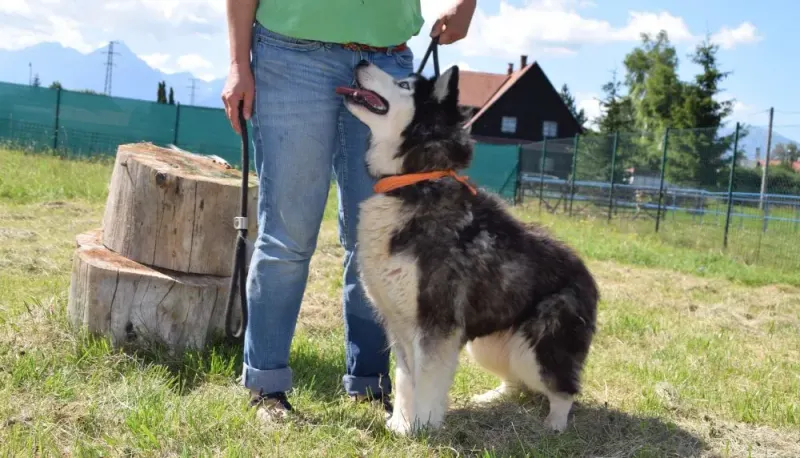 Lakota