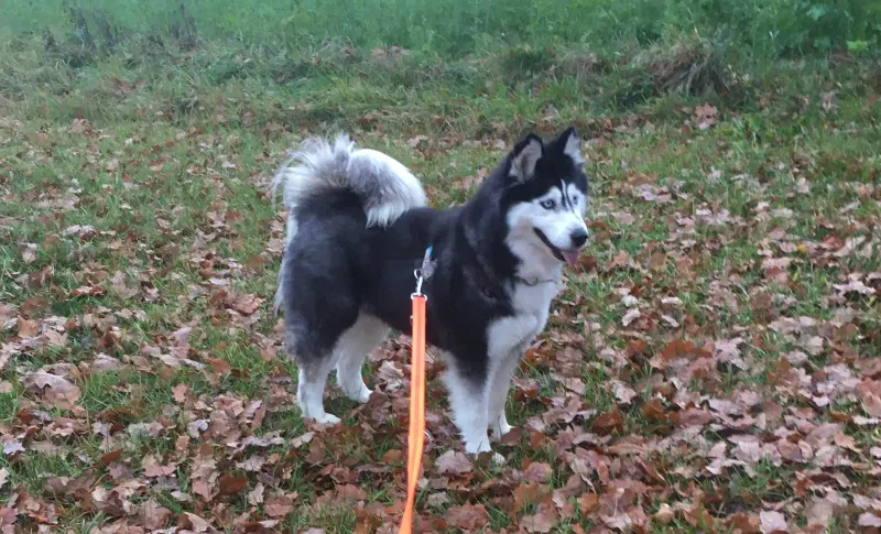 Lakota