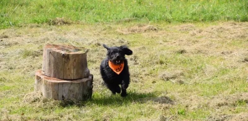 Larko