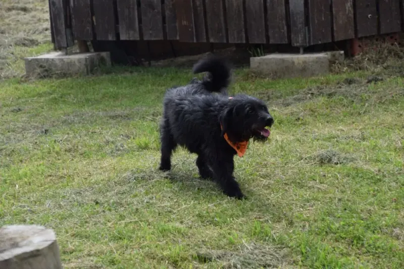Larko