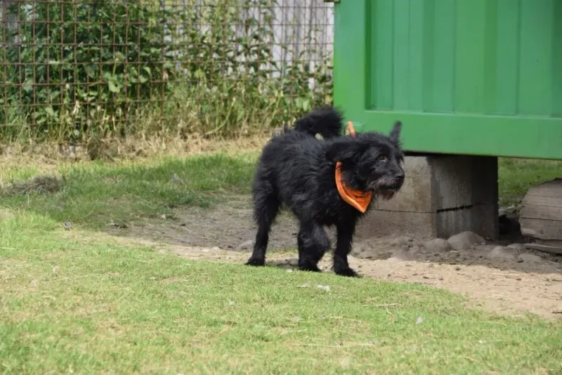 Larko