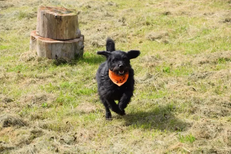Larko