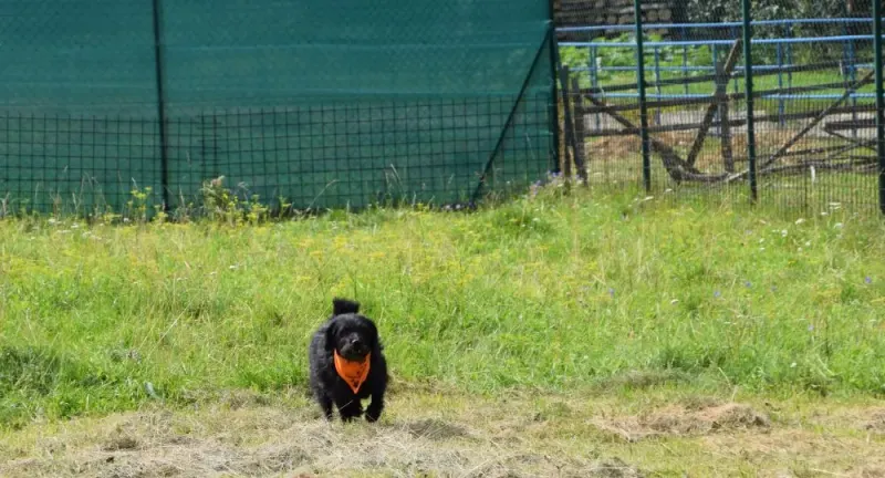 Larko