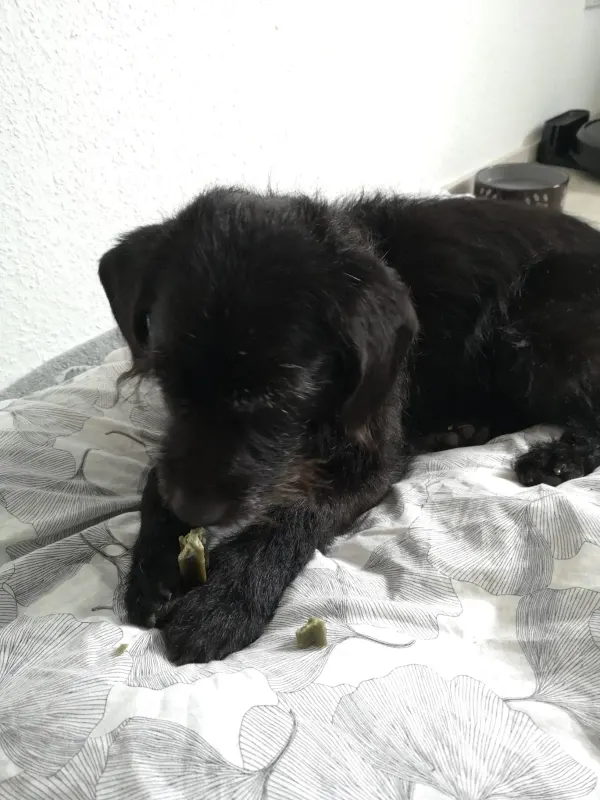 Larko
