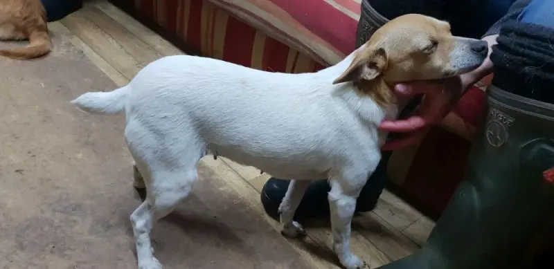 Lesanka