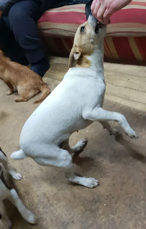 Lesanka