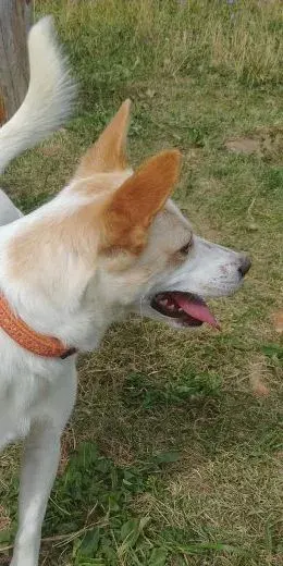 Lesanka