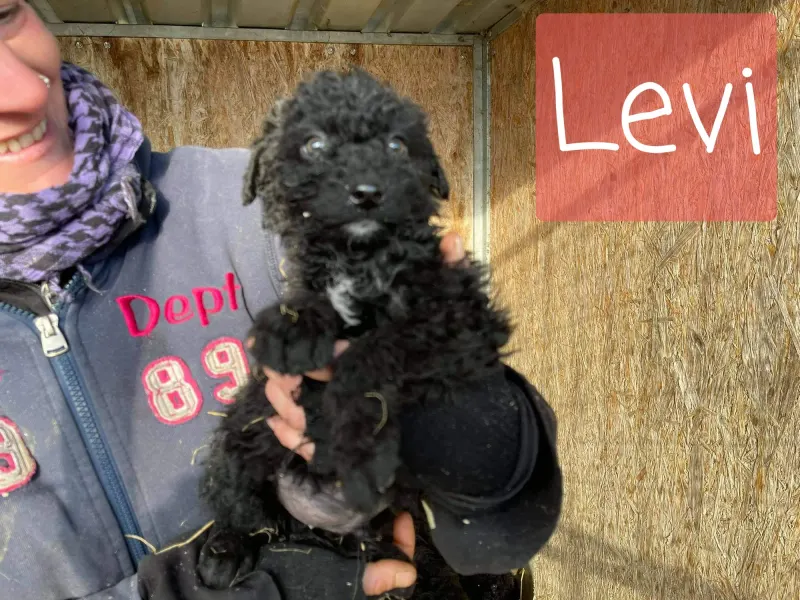 Levi
