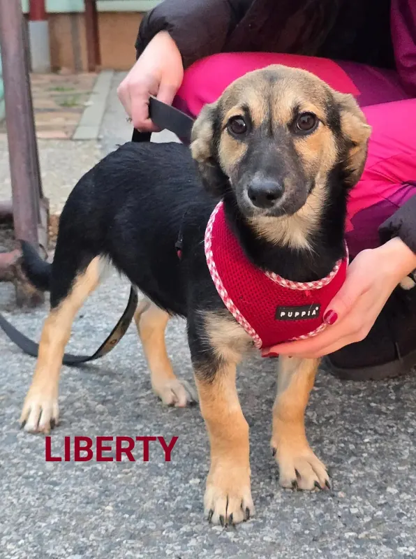 Liberty