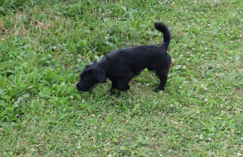 Lilie