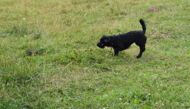 Lilie