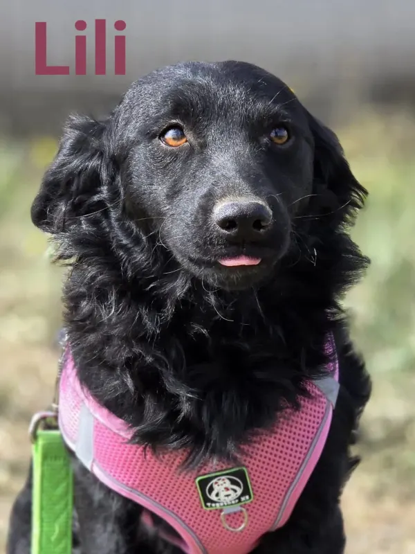 Lilli