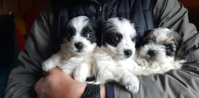 Lilo