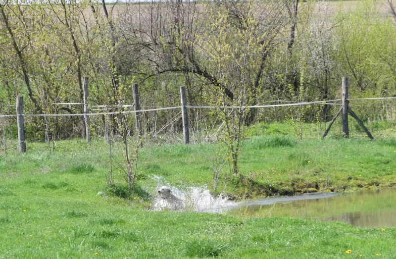 Liza