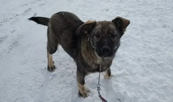 Loki