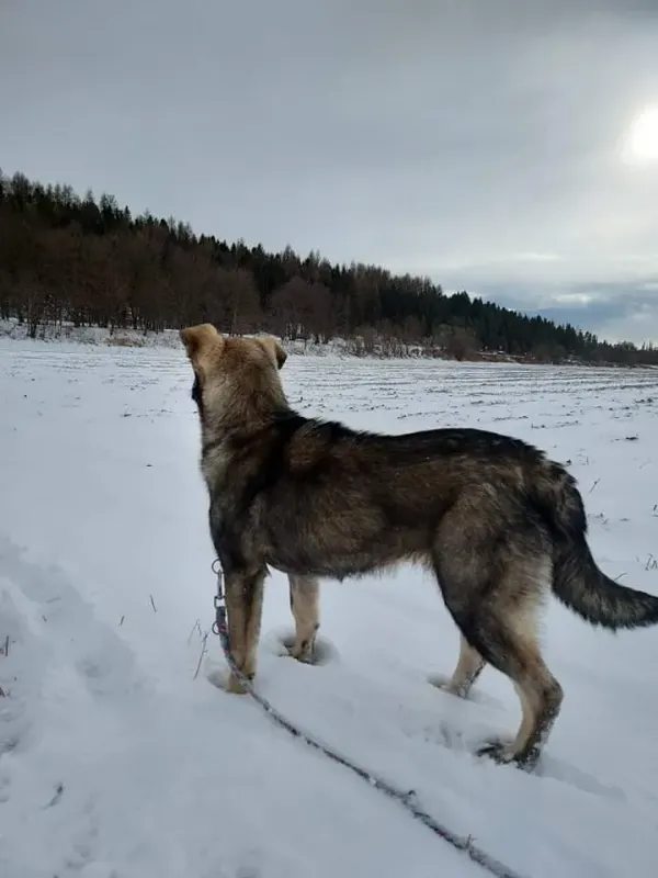 Loki